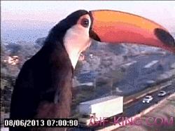 A Toucan Finds A Traffic Cam