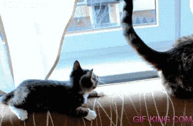 Kitten Vs. Cat