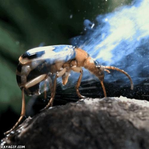 bombardier beetle