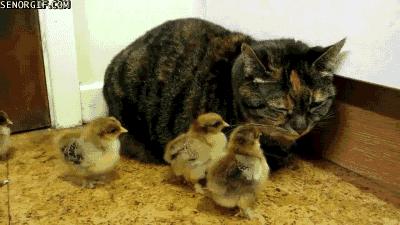 cat and chicks