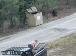 Three bear cubs rescued from a dumpster