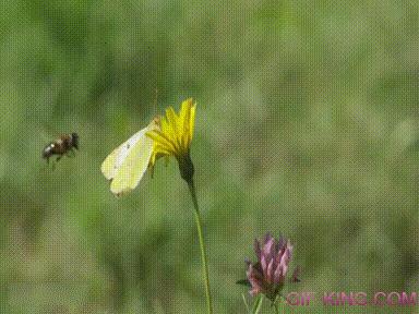 Watch It, I Am Not Flower