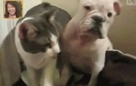 Cat owns puppy