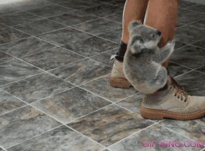 cute koala