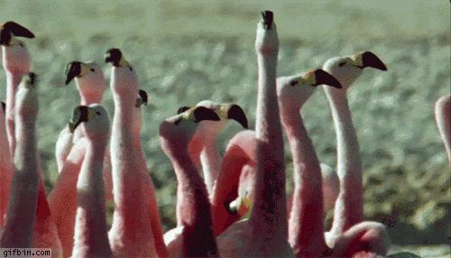 Disoriented flamingos