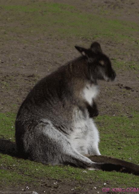 Wallaby