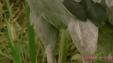 Shoebill