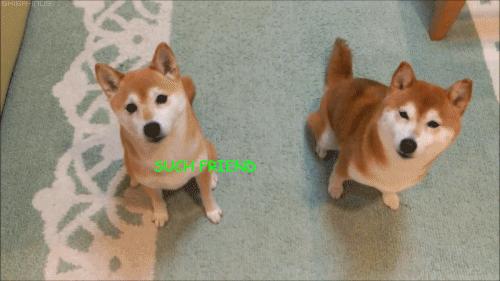 shiba inu