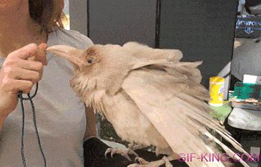 Very Rare White Raven