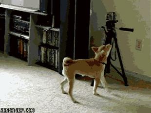 Shiba Getting a Fresh Perspective on Things