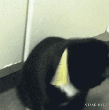 thriller cat