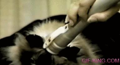 Cat Brain Vacuum